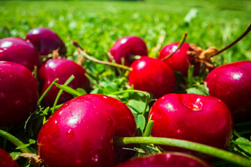 Close-up view of cherries harvest lying on green grass in garden. The concept of healthy food, vitamins, agriculture, market, cherry sale