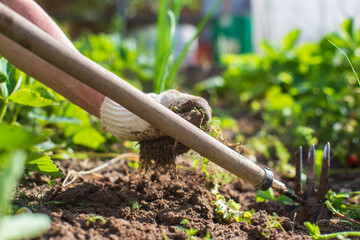 Weeding beds with agricultura plants growing in the garden. Weed control in the garden. Cultivated land close-up. Agricultural work on the plantation