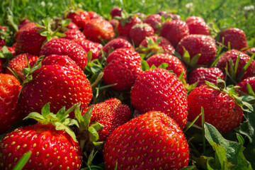 Close up view of strawberry harvest lying on green grass in garden. The concept of healthy food, vitamins, agriculture, market, strawberry sale