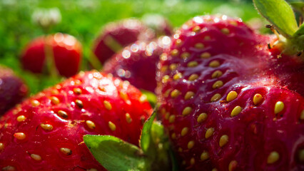 Close up view of strawberry harvest lying on green grass in garden. The concept of healthy food, vitamins, agriculture, market, strawberry sale