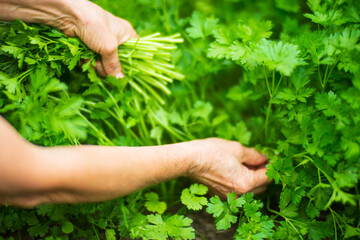 Farmer's hands harvest crop of parsley in the garden. Plantation work. Autumn harvest and healthy organic food concept close up with selective focus