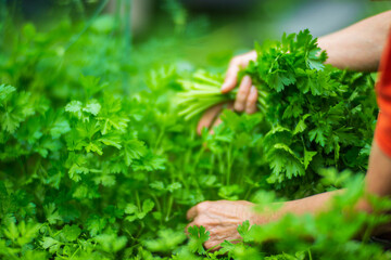Farmer's hands harvest crop of parsley in the garden. Plantation work. Autumn harvest and healthy organic food concept close up with selective focus