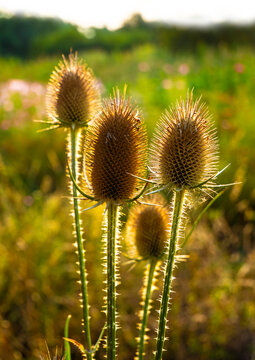 A faded inflorescence of a teasel (Dipsacus).