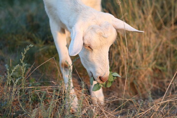 Cute goat on the summer meadow with grass. Outdoor landscape with goats