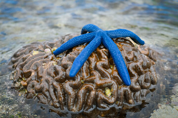 Blue starfish over coral reef