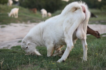 Cute goat on the summer meadow with grass. Outdoor landscape with goats