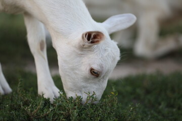 Cute goat on the summer meadow with grass. Outdoor landscape with goats