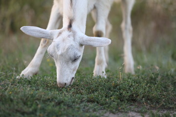 Cute goat on the summer meadow with grass. Outdoor landscape with goats