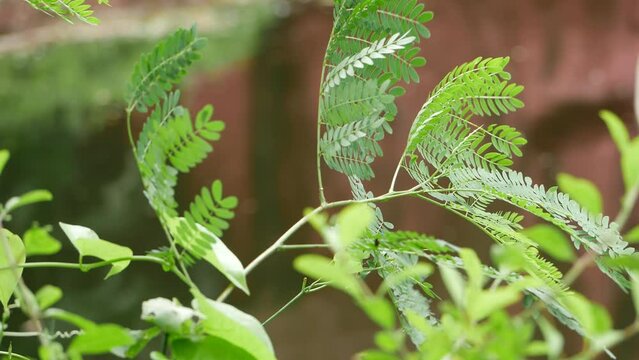 A photograph of a fern plant and another plant with green leaves in close-up