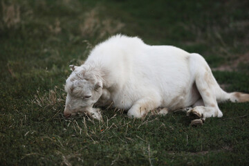 Cute goat on the summer meadow with grass. Outdoor landscape with goats
