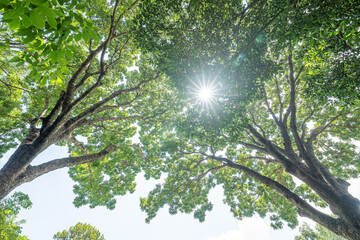 Obraz premium Forest, lush foliage, tall trees. Tree with green leaves and sun light. Bottom view background. Tree below