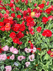 Naklejka premium Skagit Valley Tulip Festival