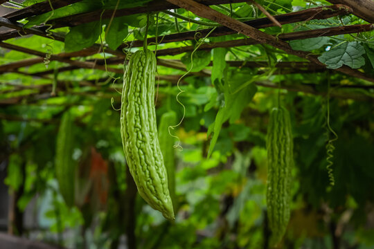 Bitter melon vegetables in the garden