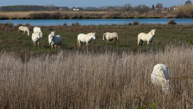 Group of Camargue Horses in wetland of north Italy on a Sunny springtime day