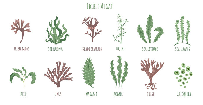 Set of edible algae:  Kelp, Spirulina, Chlorella, Bladderwrack, Hijiki, Sea lettuce, Sea Grapes, Kombu, Fukus, Wakame, Dulse. Seaweed collection.
