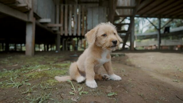 Domesticated Poodle Puppy On A Native Village Near The Amazon Forest Of Ecuador. Handheld