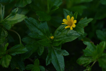 Wedelia flowers with bokeh background