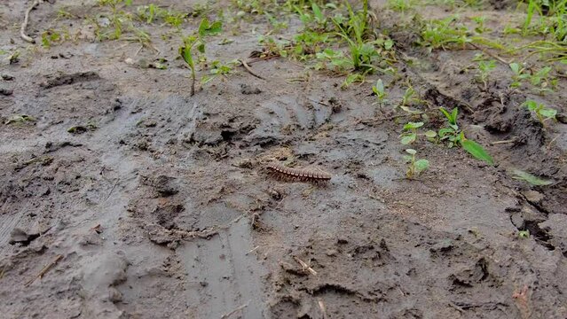 African Plated Tractor Millipede Centipede Walking Free on Wet Ground in Nature