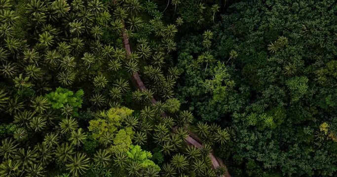 Zoom In Aerial View of a Green Tropical Forest with Palm Trees and a Dirt Road on Fatu Hiva Island in Marquesas South Pacific French Polynesia
