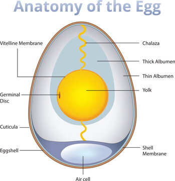 anatomy of an egg infographic