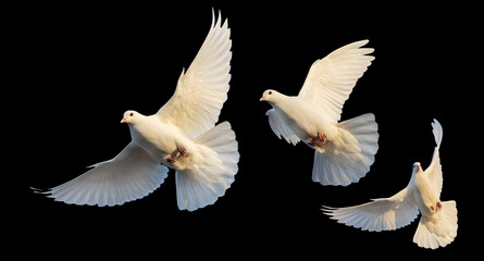 white doves in flight on a black background