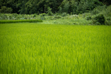 日本の田園風景