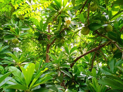 Beautiful Elephant apple on tree or Chalta of South East Asia (Dillenia indica)