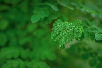 Moringa leaves with bokeh background