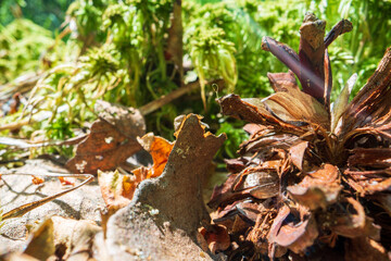 Panoramic background with closeup of forest green plants, moss and grass on swamp. Beautiful natural landscape with a blurred background and copyspace