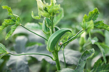 Close-up of fresh okra green vegetable, Okra vegetable field, Okra growing in the field
