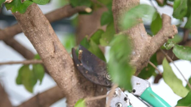 Skillful gardener trims tree branches using pruning shears. Precision gardening in action. Garden and house horticulture care concept