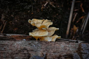 Mushrooms grow on trees