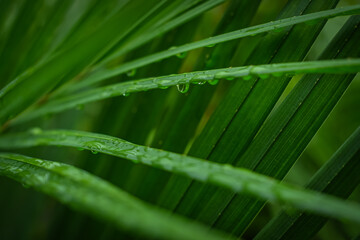 palm leaves with dew drops