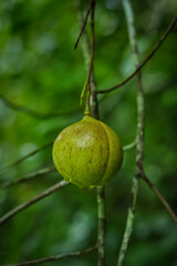 Nutmeg on the tree