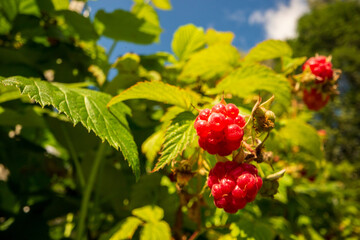 Ripe, juicy raspberry close-up. Garden fruit bush. Beautiful natural rural landscape. The concept of healthy food with vitamins