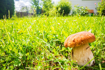 Mushroom boletus on a green meadow. Beautiful autumn season plant. Edible leccinum mushroom, raw food. Vegetarian natural meal