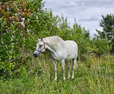 A white horse is alone near the young birches
