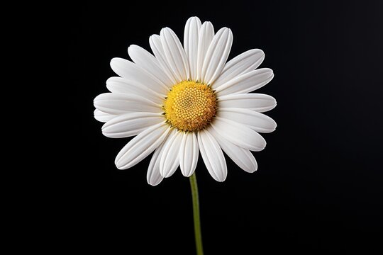 Beautiful chamomile daisy flower on neutral colour background Generative AI.