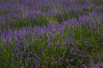 Naklejka premium lavender field in region
