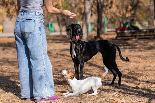 Tazy. Caucasian woman walking with middle asian greyhound and jack russell terrier dog in autumn. 