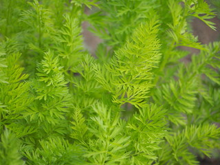 家庭菜園　人参の葉っぱ