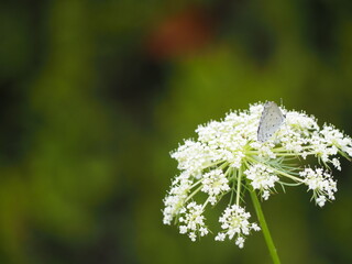 家庭菜園　人参の花