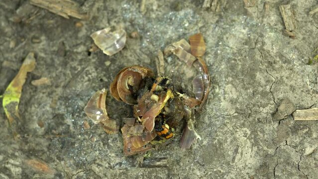 Burying sexton beetles eating a crushed snail along with ants - close-up top view. Two Nicrophorus orbicollis americanus beetle on a dead animal at forest. Silphidae scavengers eat carrion. 4K footage