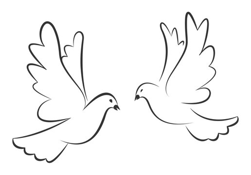 Flying pigeons. Dove bird. Vector stock illustration.
