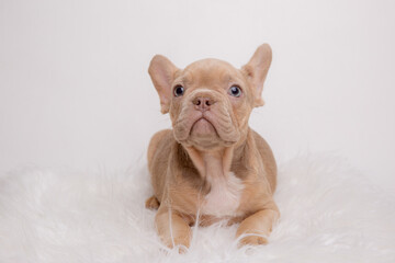 the puppy is a French bulldog dog of isobel red color on a white background