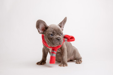 a puppy is a French bulldog dog in autumn hat and scarf on a white background