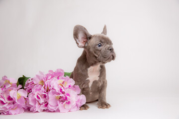 cute french bulldog puppy with spring flowers on a white background