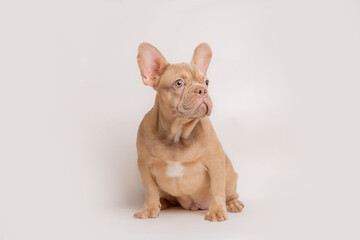 the puppy is a French bulldog dog of isobel red color on a white background
