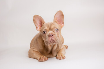 the puppy is a French bulldog dog of isobel red color on a white background