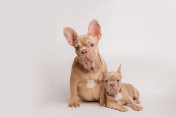 family of dogs french bulldogs sitting on a white background looking at the camera